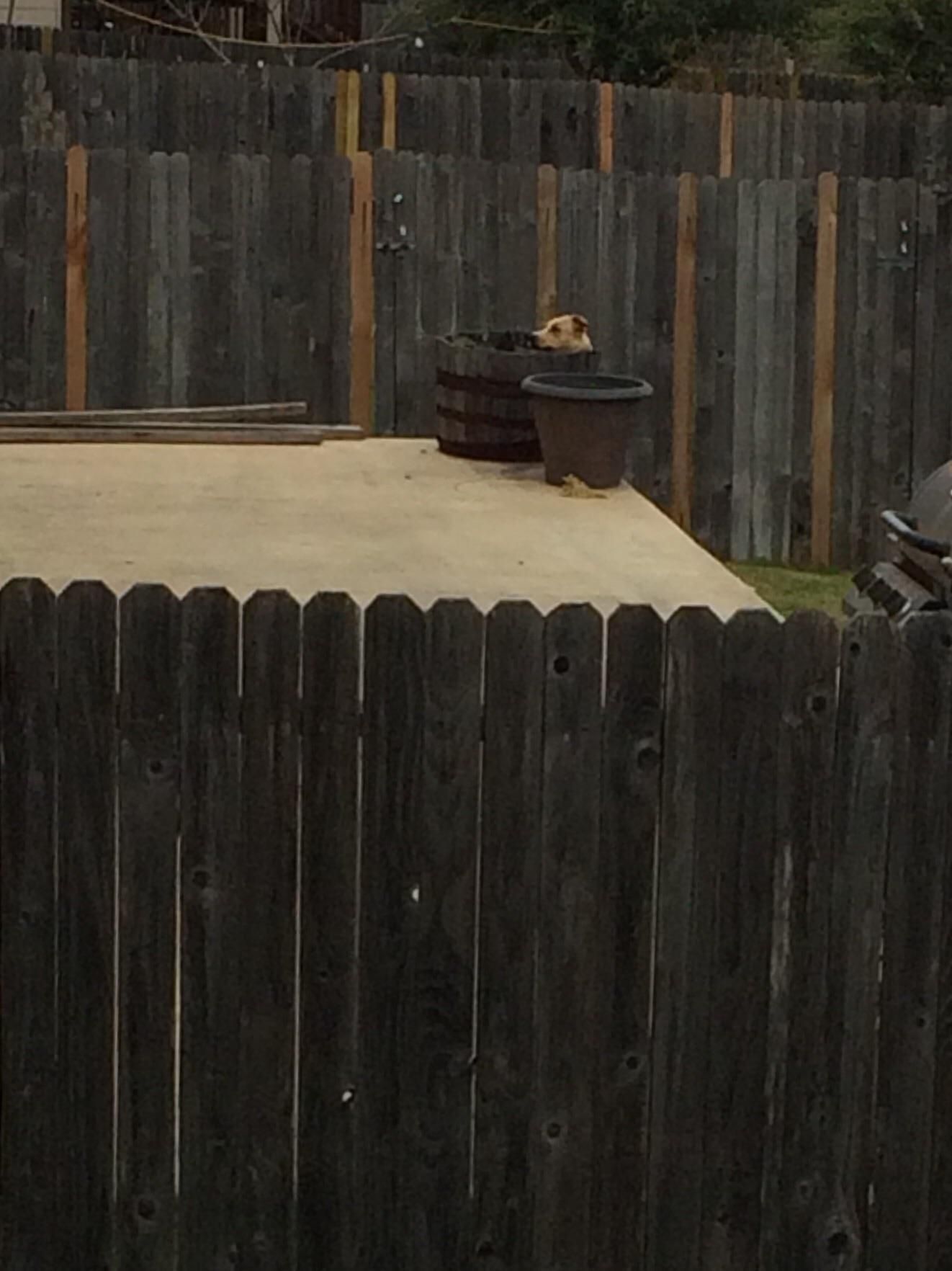 Neighbor's dog likes spending his time sitting inside a barrel