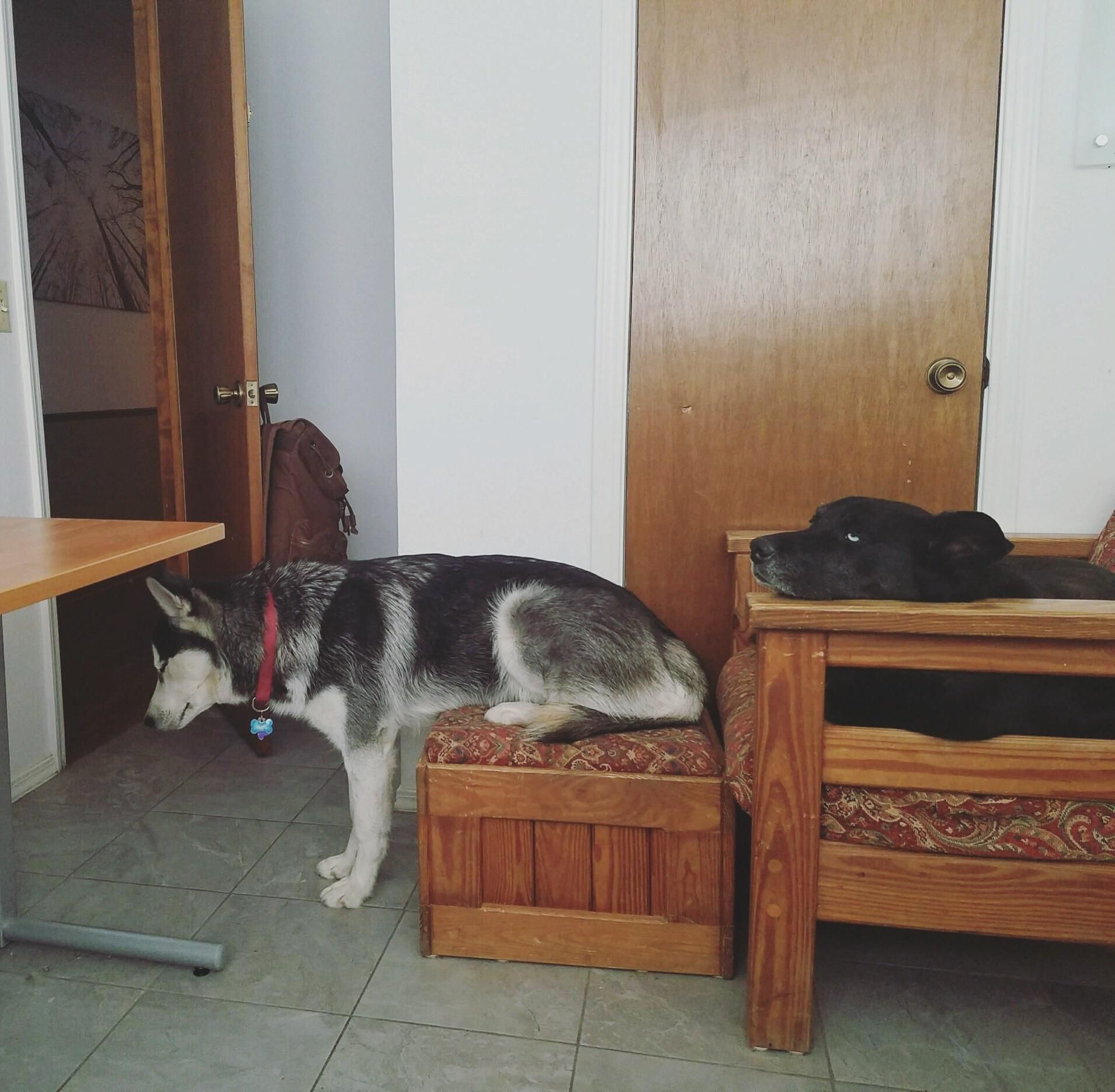 Doggo still sleepin where he used to fit as pupper