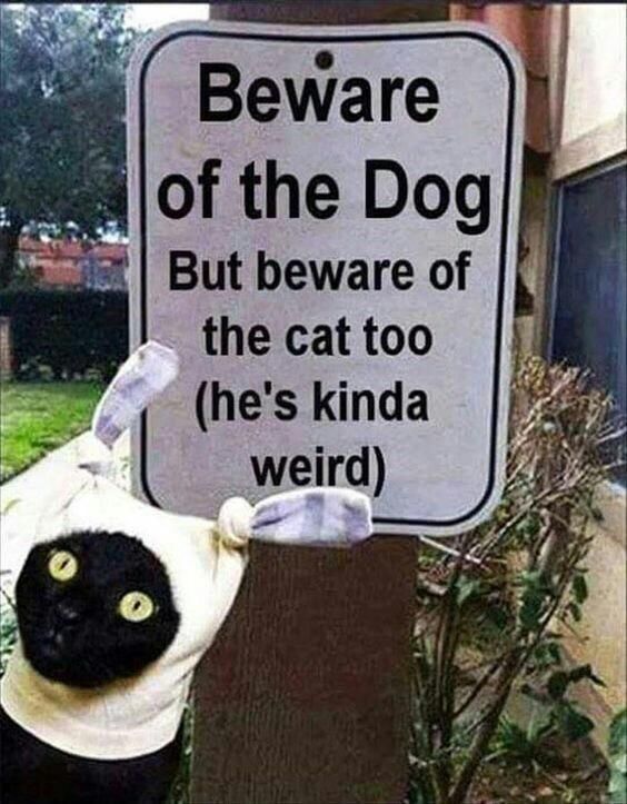 Beware of cat