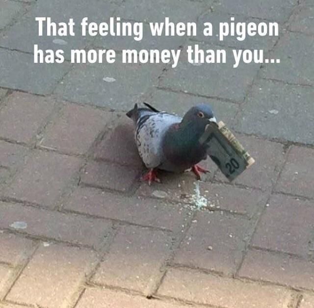 Dem pigeons