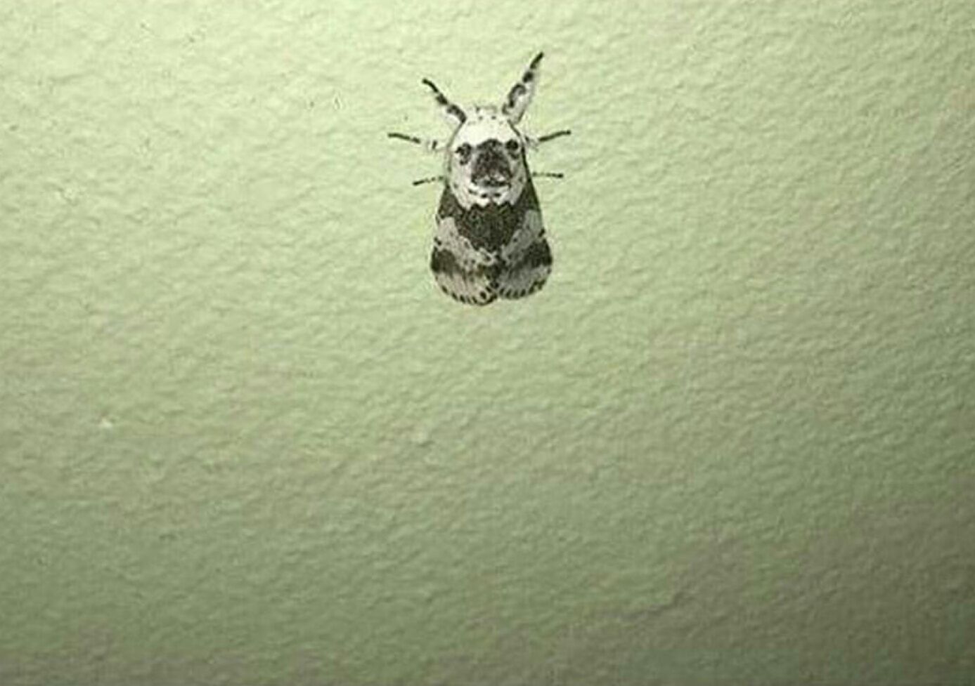 I introduce the Pug Moth.