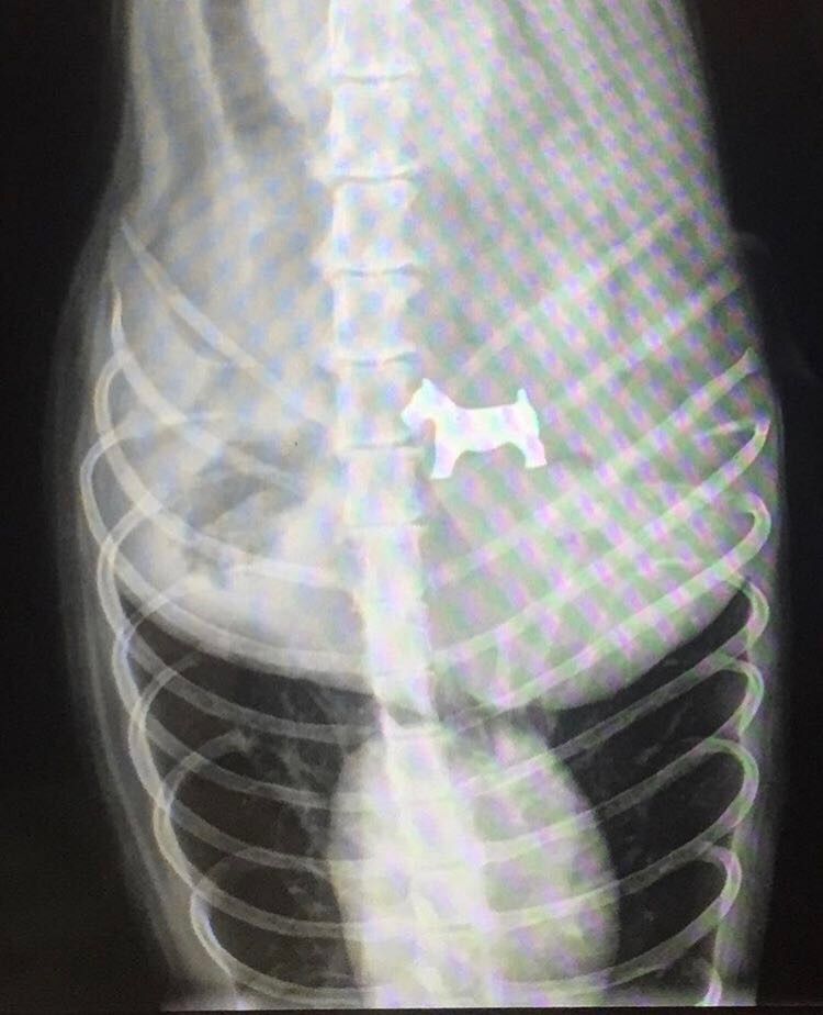 Dog came to the vet today for swallowing a Monopoly piece...