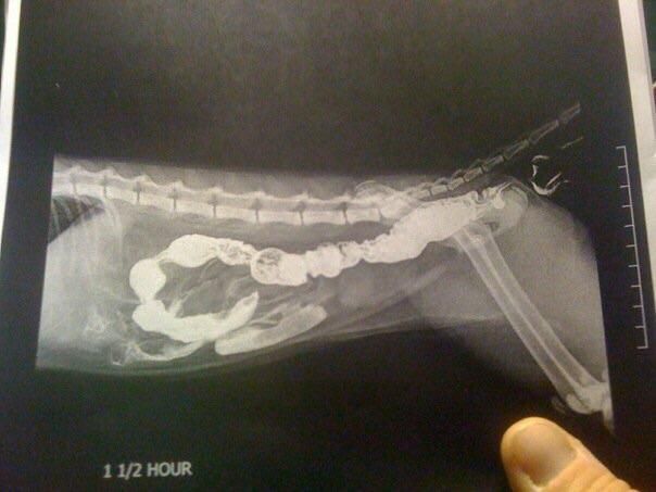 Since we're on x-rays. Here's my friend's cat that farted contrast the moment an x-ray was taken.