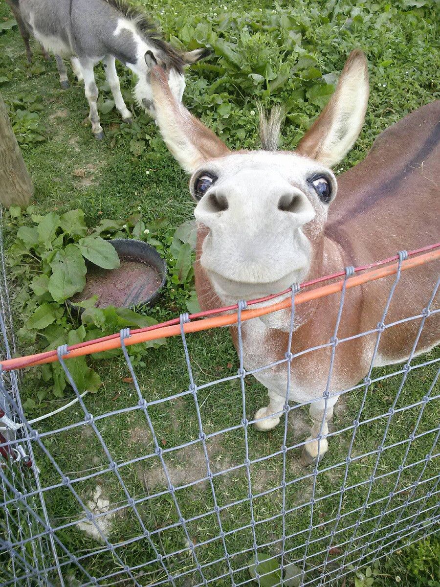 Met this happy ass the other day
