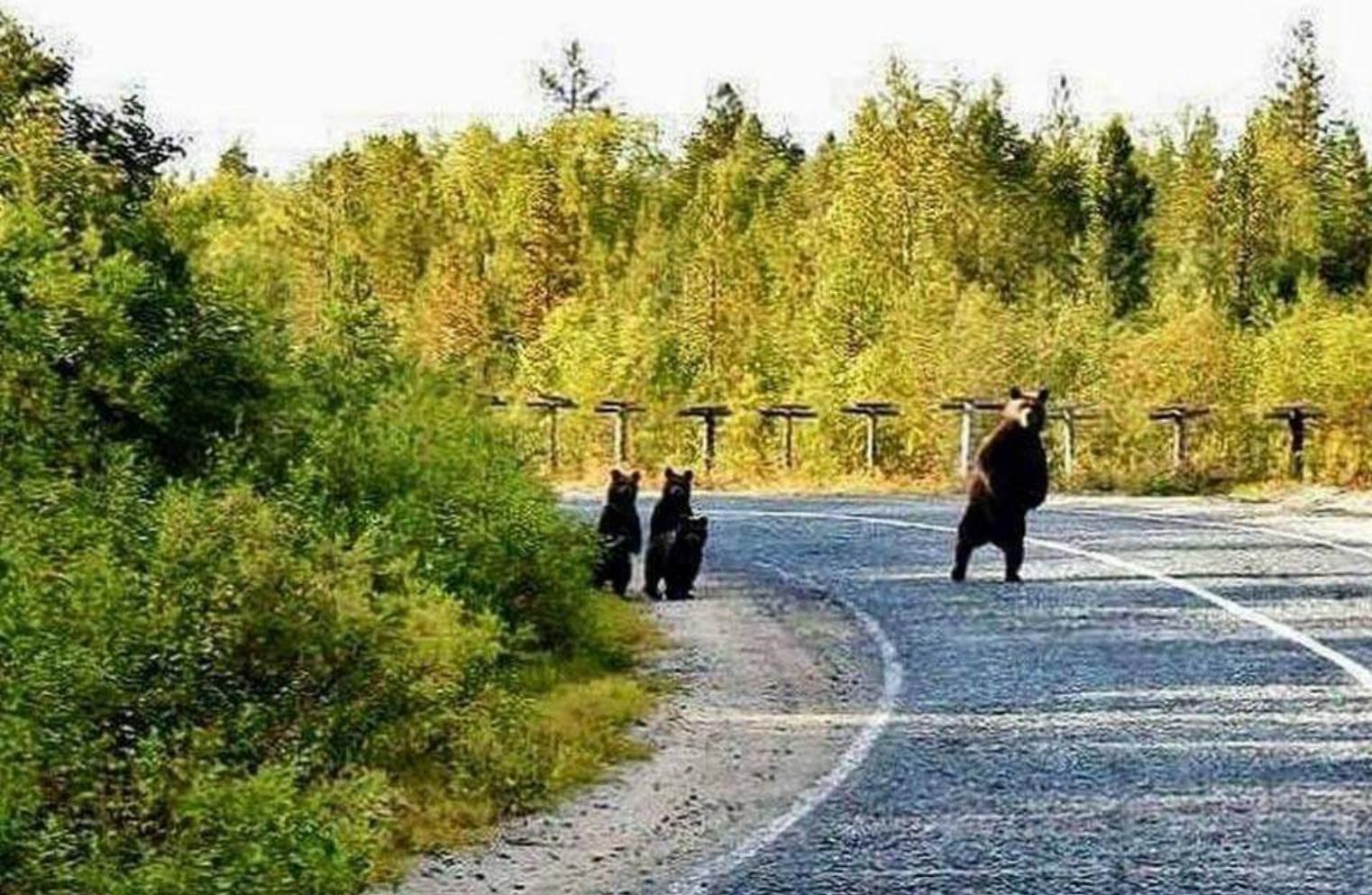 Медведь на дороге прикол