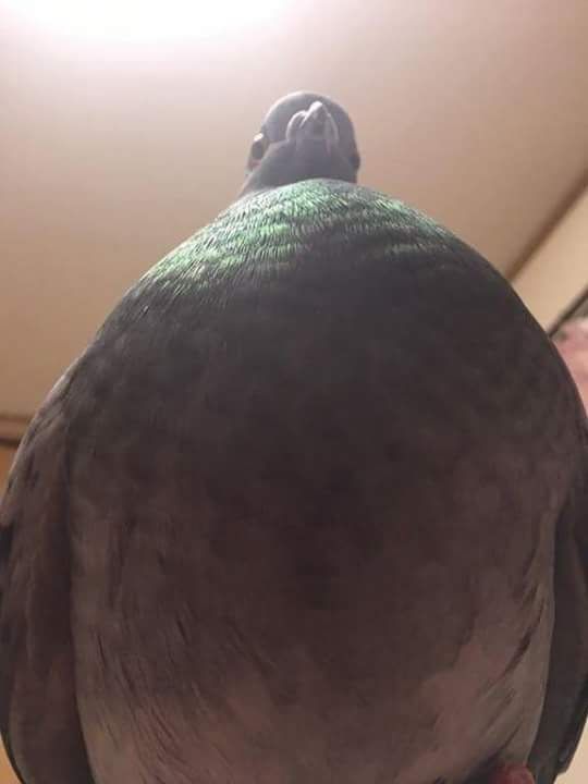 The last thing a piece of bread sees