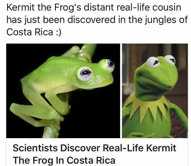 Kermit the Frog finally located in Costa Rica!