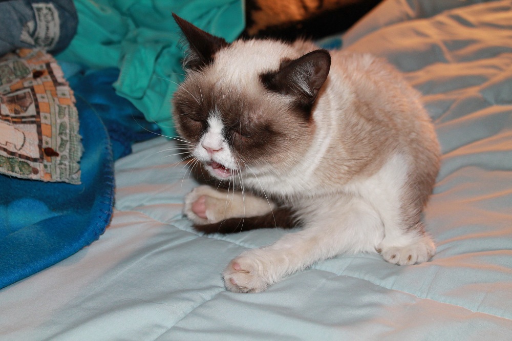 Grumpy cat on middle of sneeze :3 aww