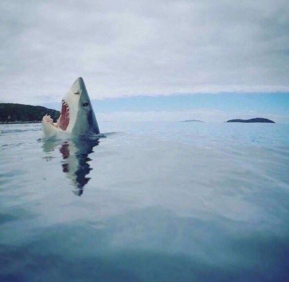 A shark stepping on a piece of lego.