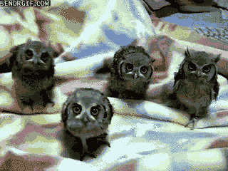 Scary Gang Of Owls.