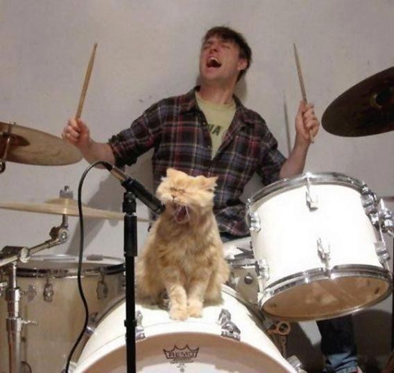 cat singing on drums set