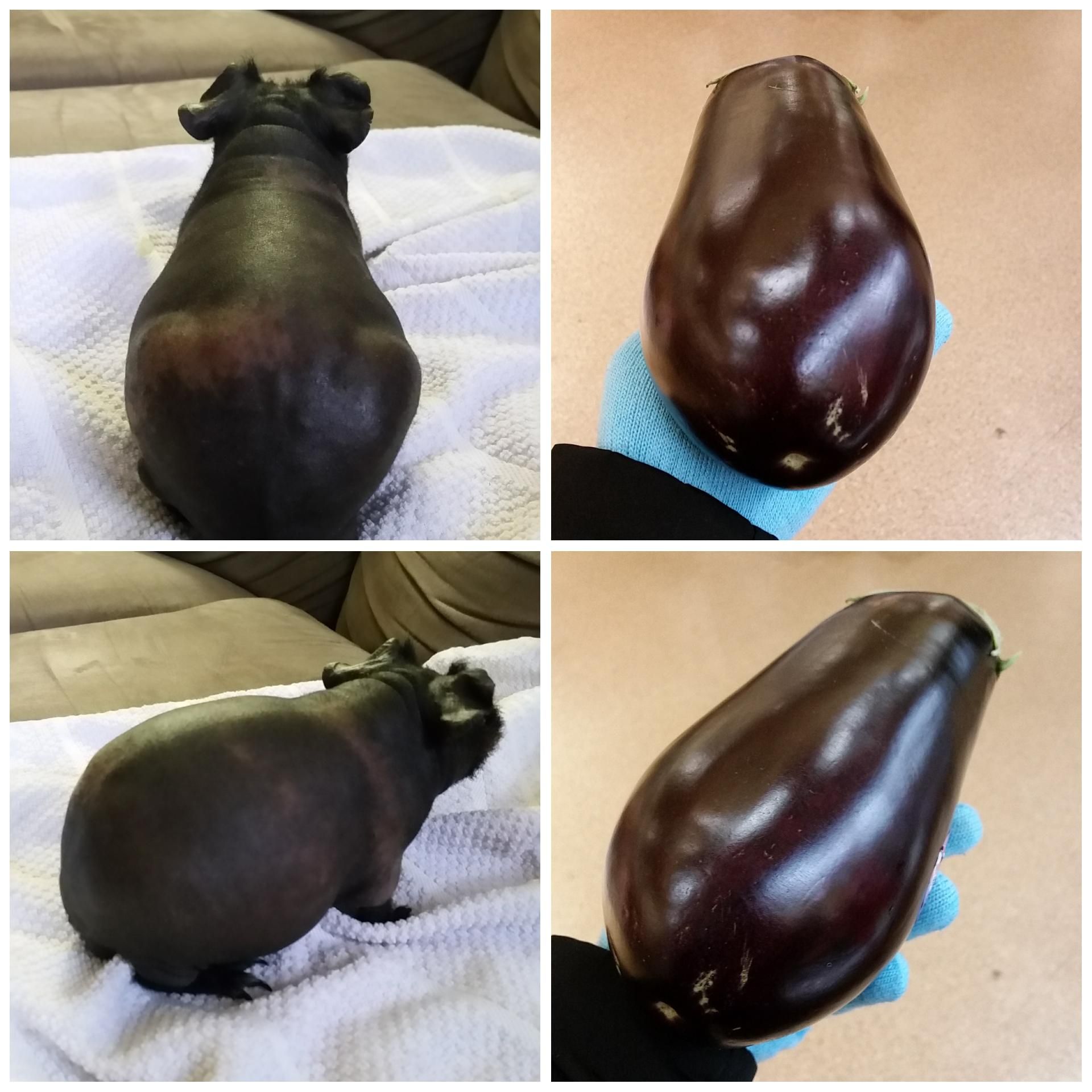 My hairless guinea pig totally looks like an eggplant