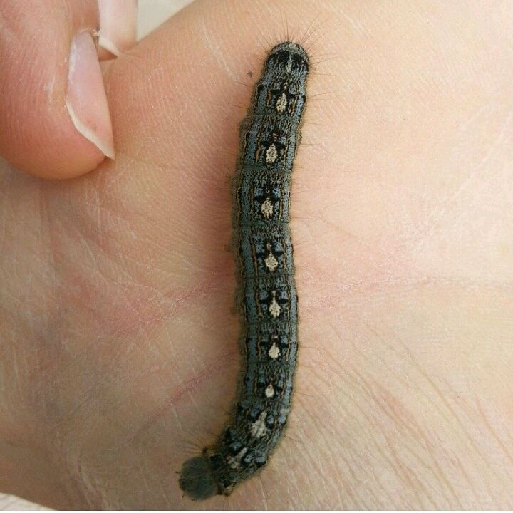 This Caterpillar has Penguins on its back.....