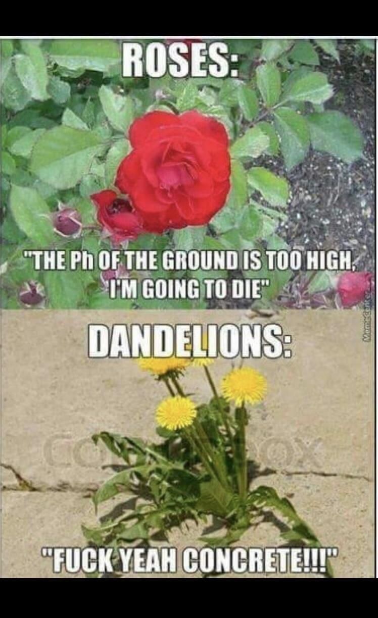 Dandelions...