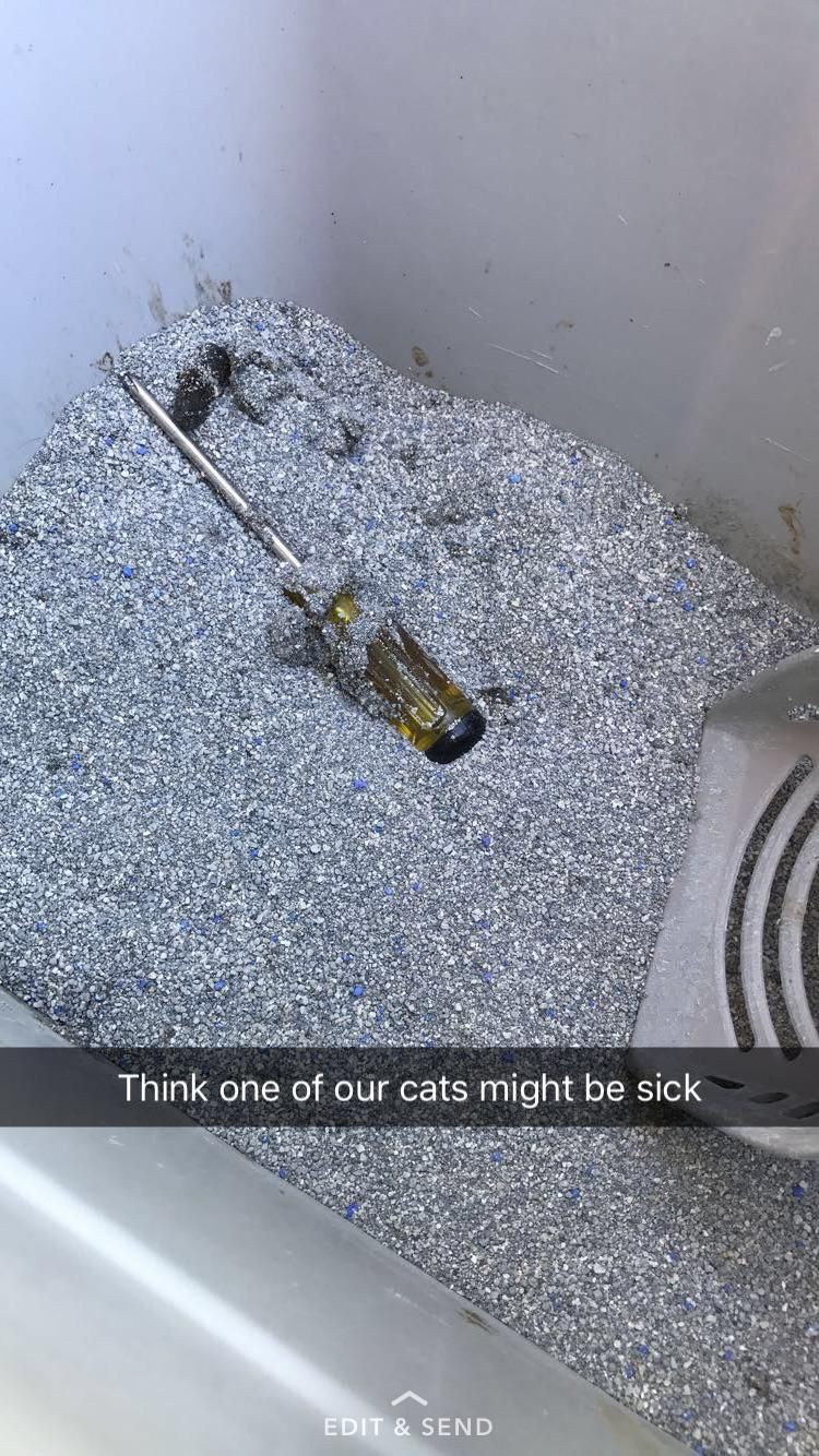 Cat might be sick