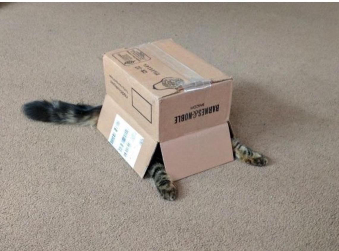 "Purrfect! They will hever see me in here!"