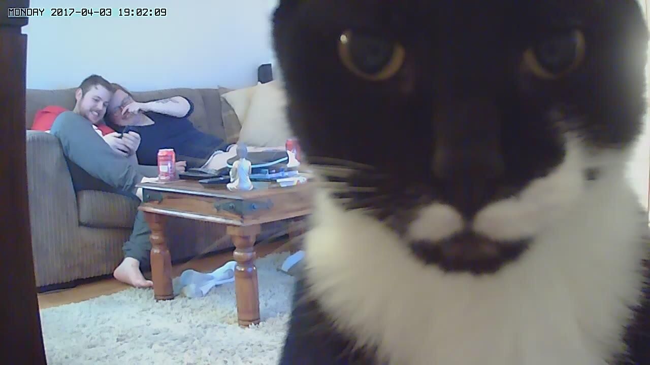 We got cameras for the house. The cat does not approve.