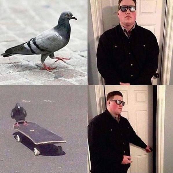 pigeon more dank than my memes :()