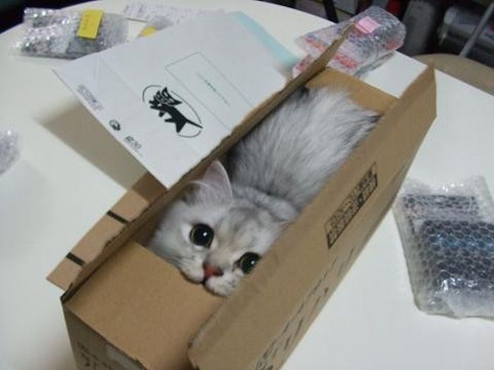 Did someone order a cat?