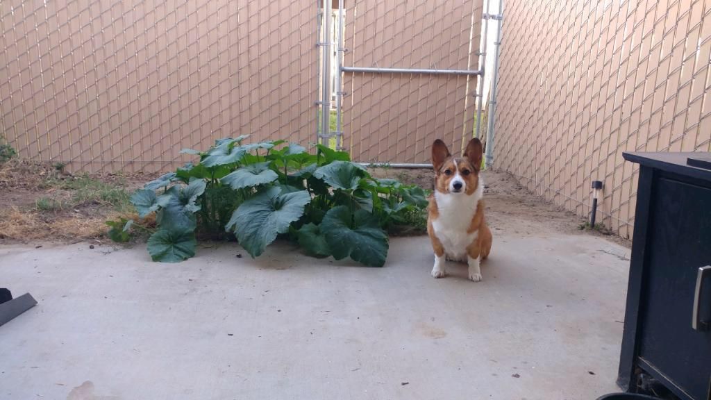 My friend's corgi ate pumpkin seeds, pooped them out, and they started growing. Here she is sitting next to her work.