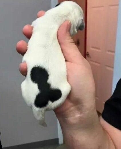 This puppy has a dickbutt