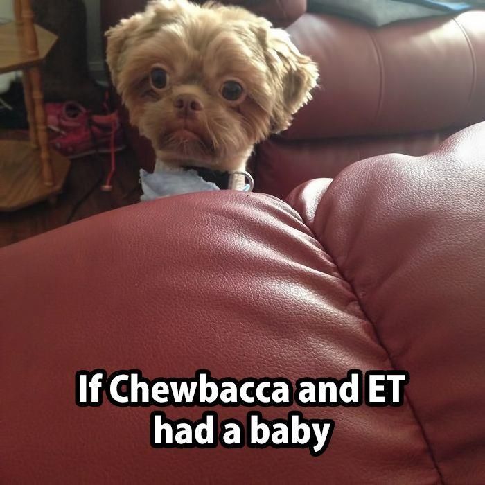 When Chewbaca and ET had a baby