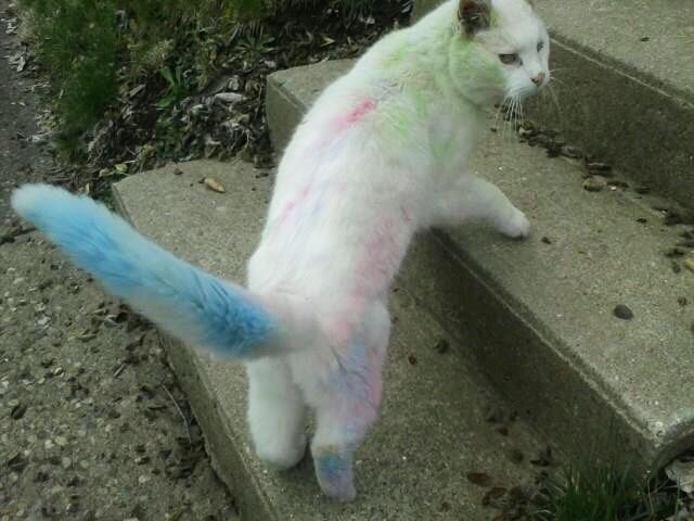 A white cat rolled around in sidewalk chalk.