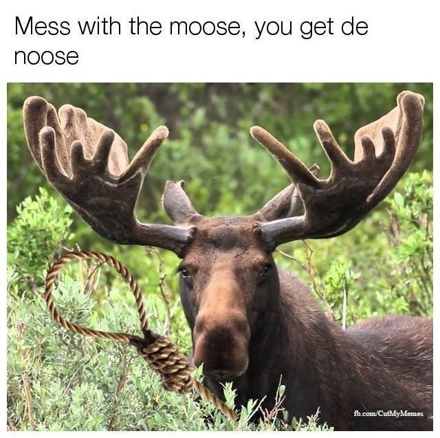 Can't lose this moose.