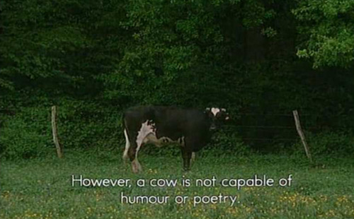 Cows?