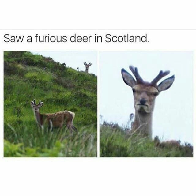 Oh, deer...