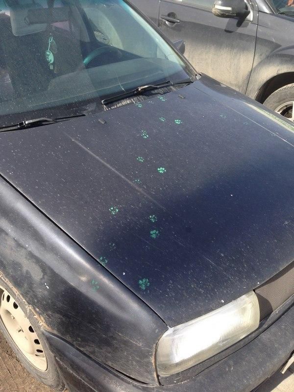 A cat stepped into paint and then left it's paw prints on this car.