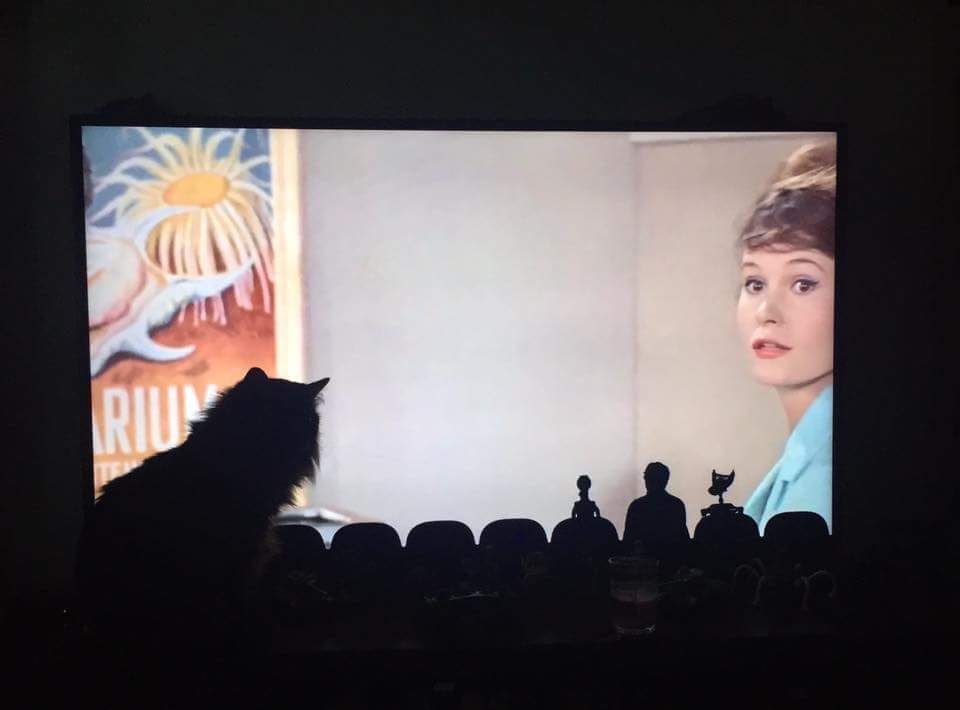 My friend's cat decided to sit in front of the tv while they were watching Mystery Science Theater 3000