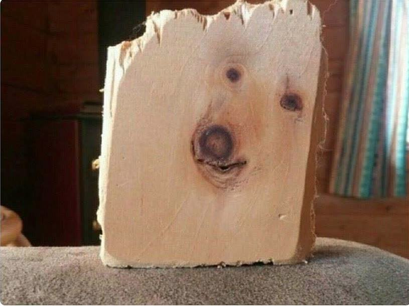 Someone was barking up the wrong tree