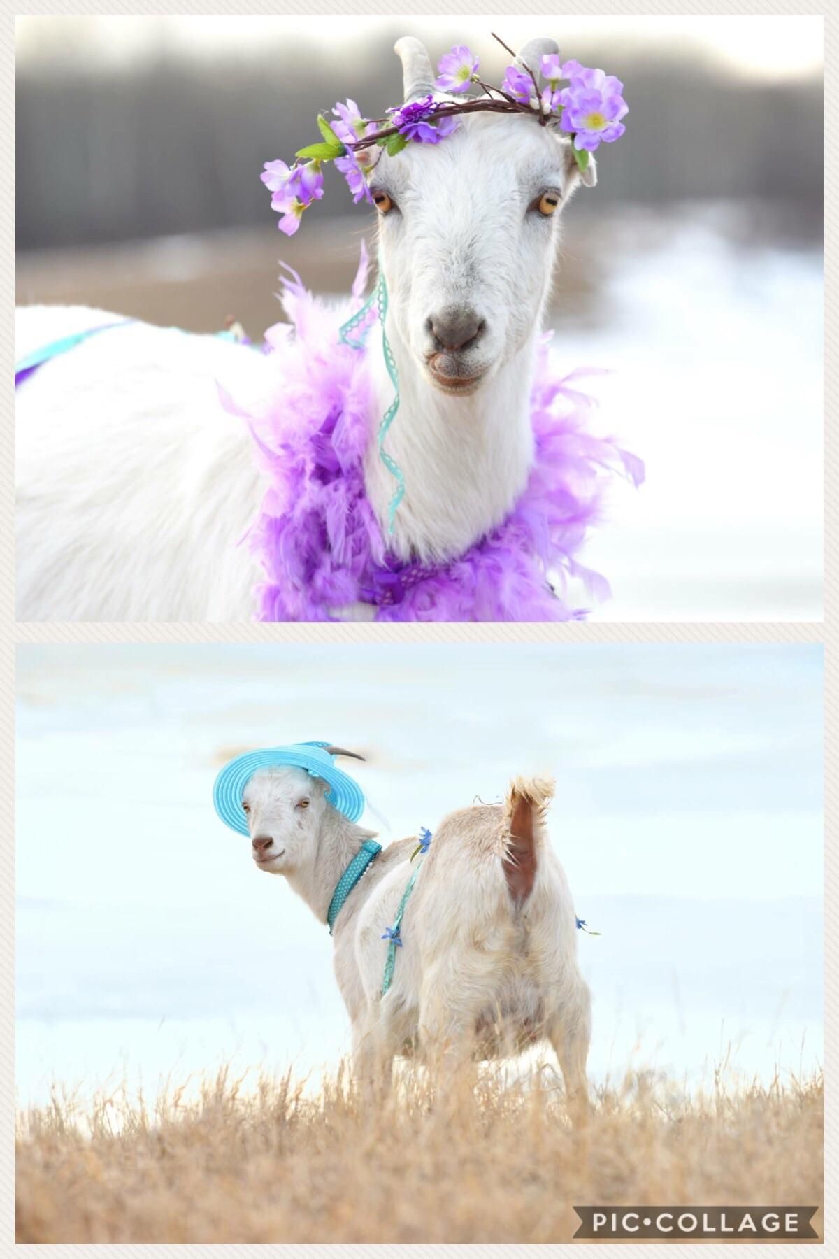 This is what happens when you have one sister who is a professional photographer and loves animals and another sister with a mini zoo. You get professional goat maternity photos.