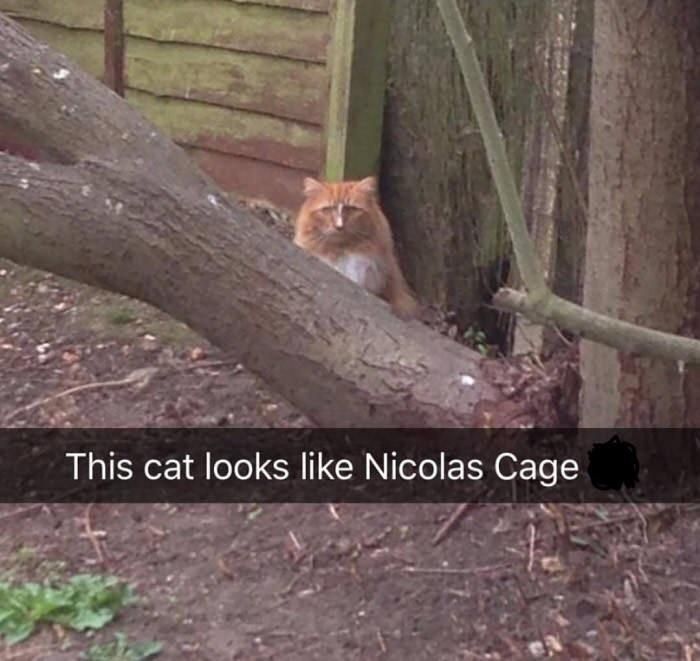 Nicolas Cat