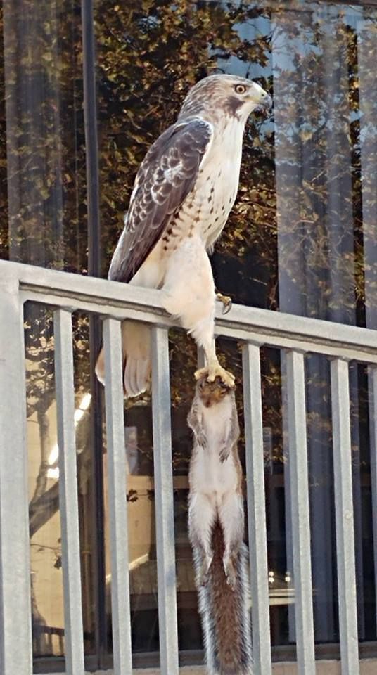 Hero Falcon saves Sleepy Squirrel from falling off deck!