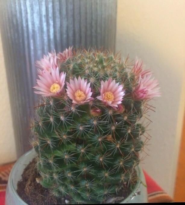 This cactus went to Coachella.