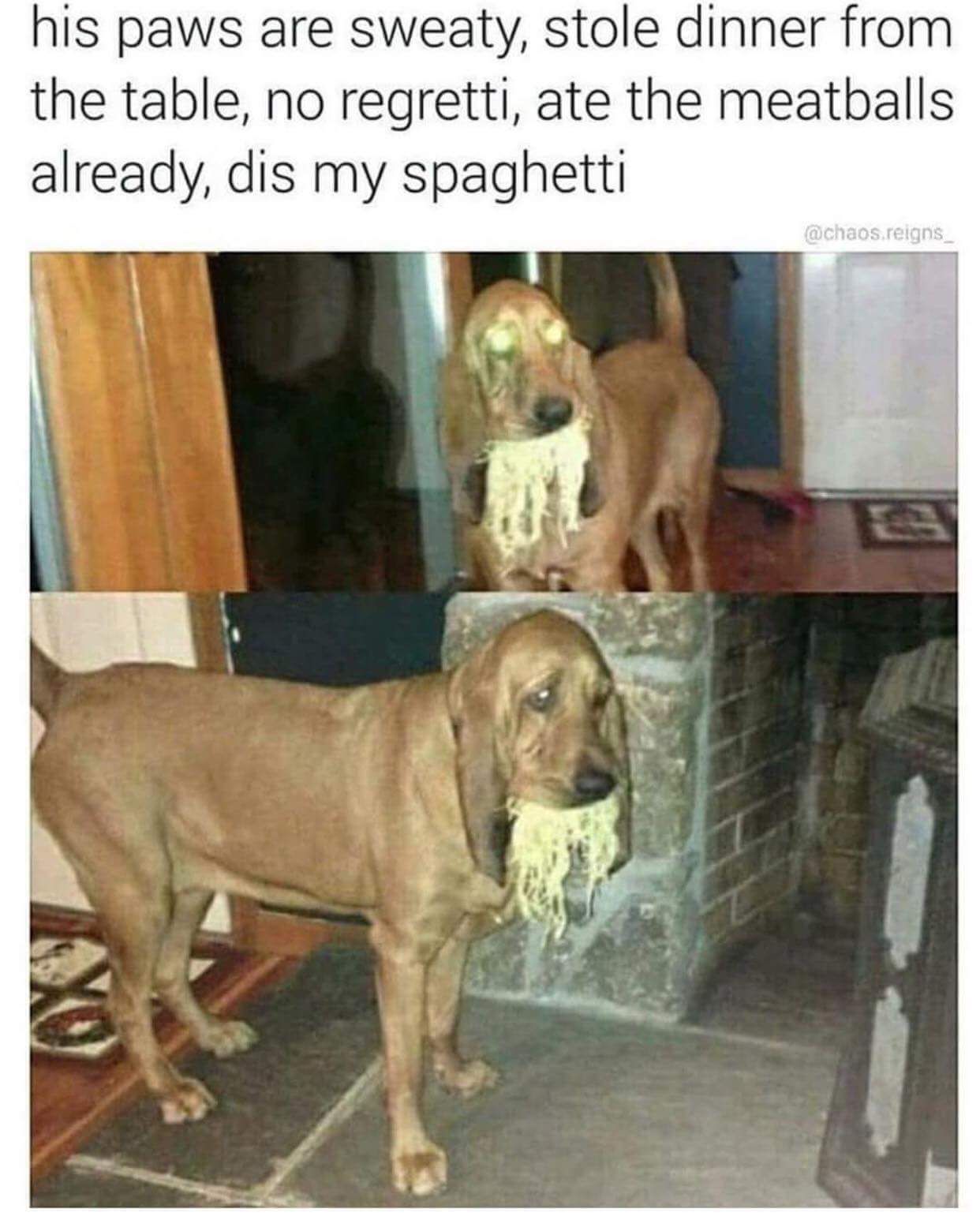 Doggo shady