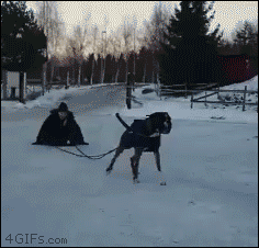 There's a reason why they use Siberian Huskys to pull things in the snow...