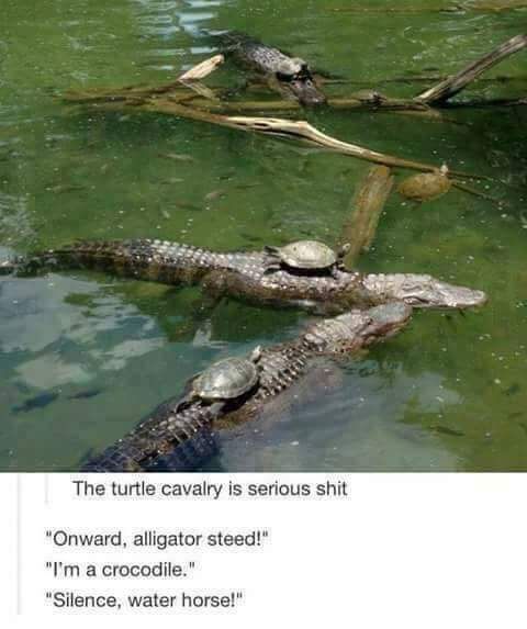 Turtles proving they're bad-a$$
