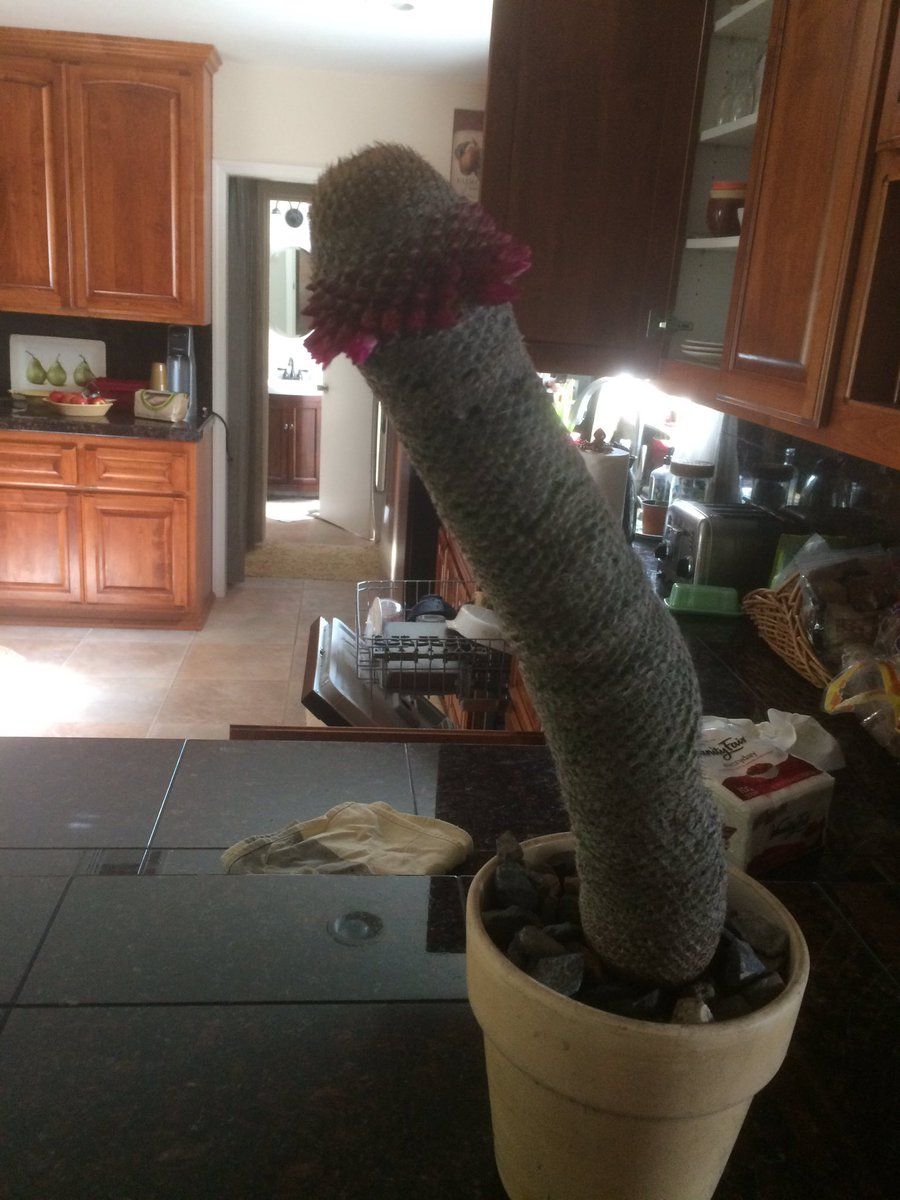 My dad is threatening to destroy this majesty cactus with a chainsaw. Please join me in the effort to stop him. #savethecoctus