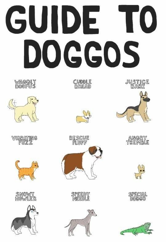 Doggos 101