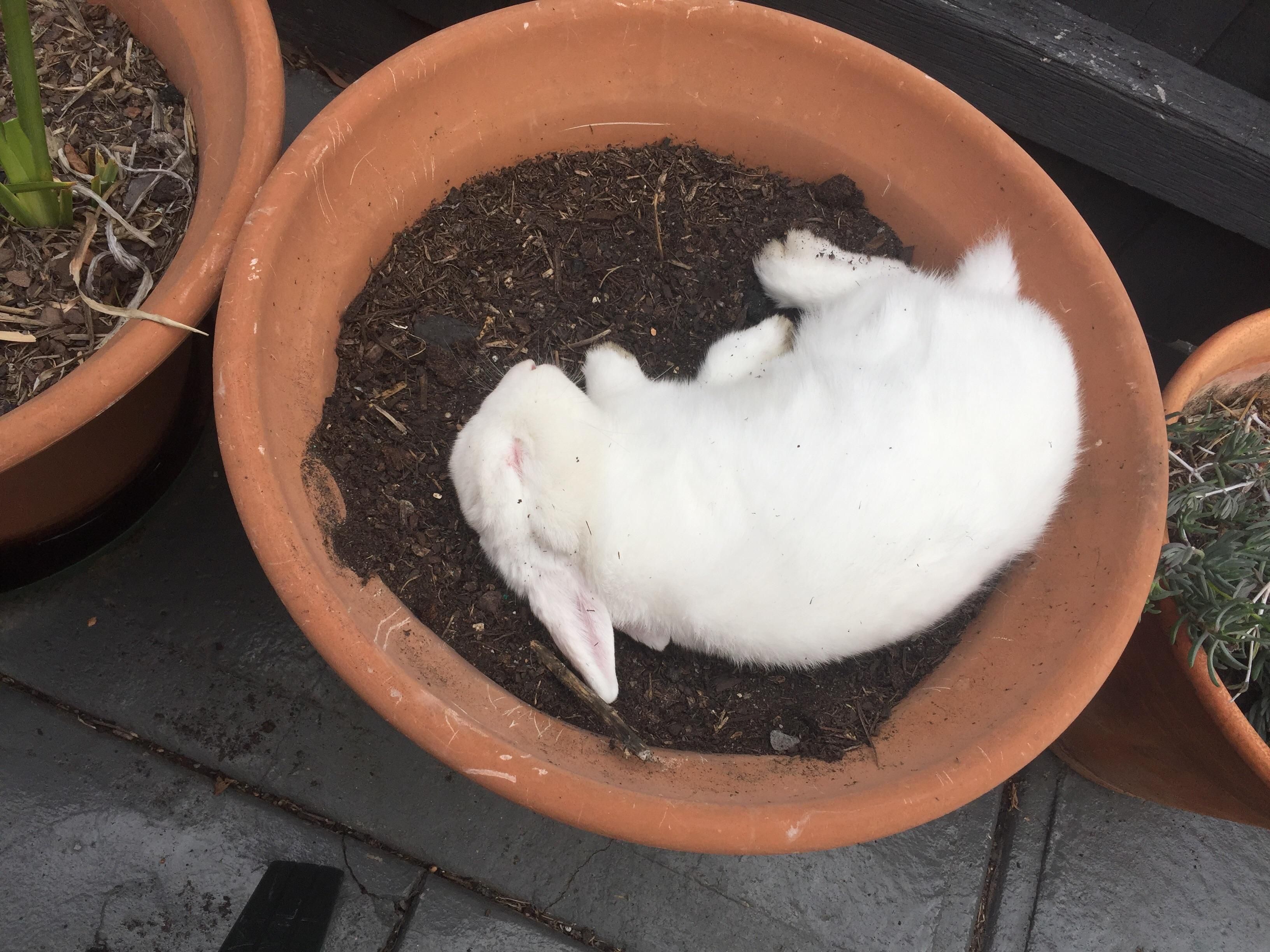 Never slept in this pot until the day I planted bulbs in it.