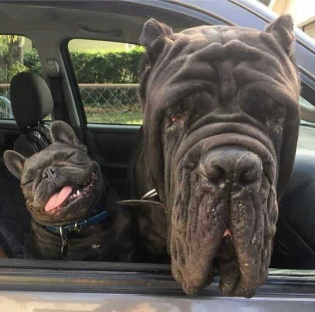 When you and your mate are at the McDonalds drive through high af