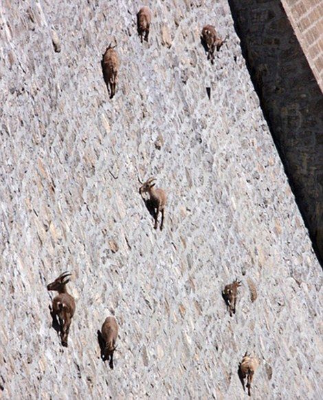 edgy goats