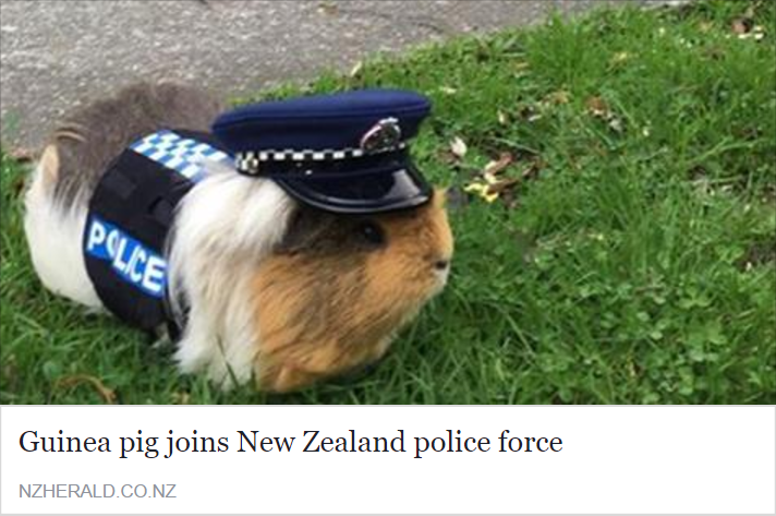 Meanwhile in New Zealand....