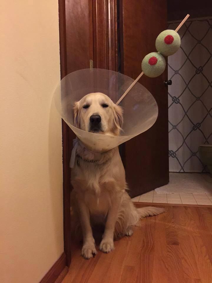Martini dog is not amused