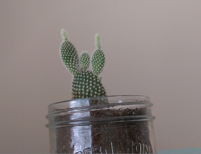 I think my girlfriend's cactus is going through a rebellious phase