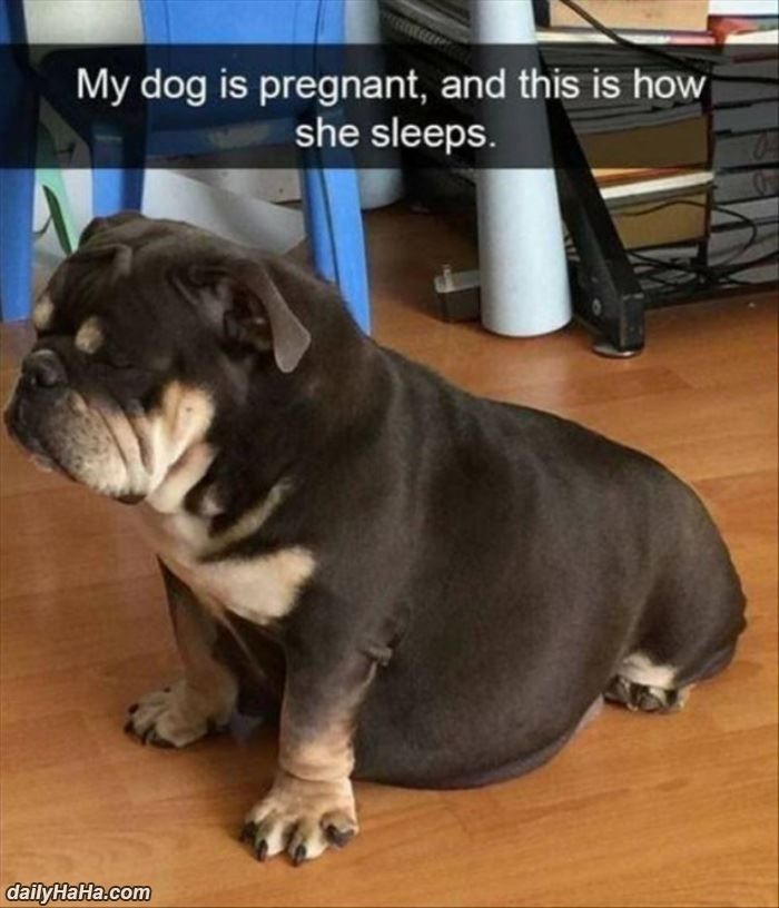 My Dog Is Pregnant..