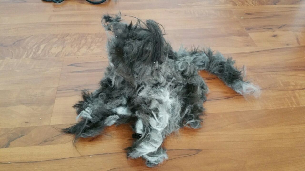 My husband shaved our cat then made a new, much more disturbing one.